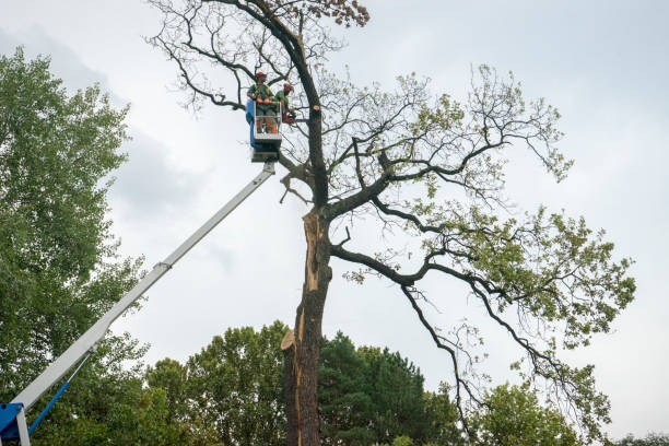 Seasonal Cleanup (Spring/Fall) in Dalton, GA